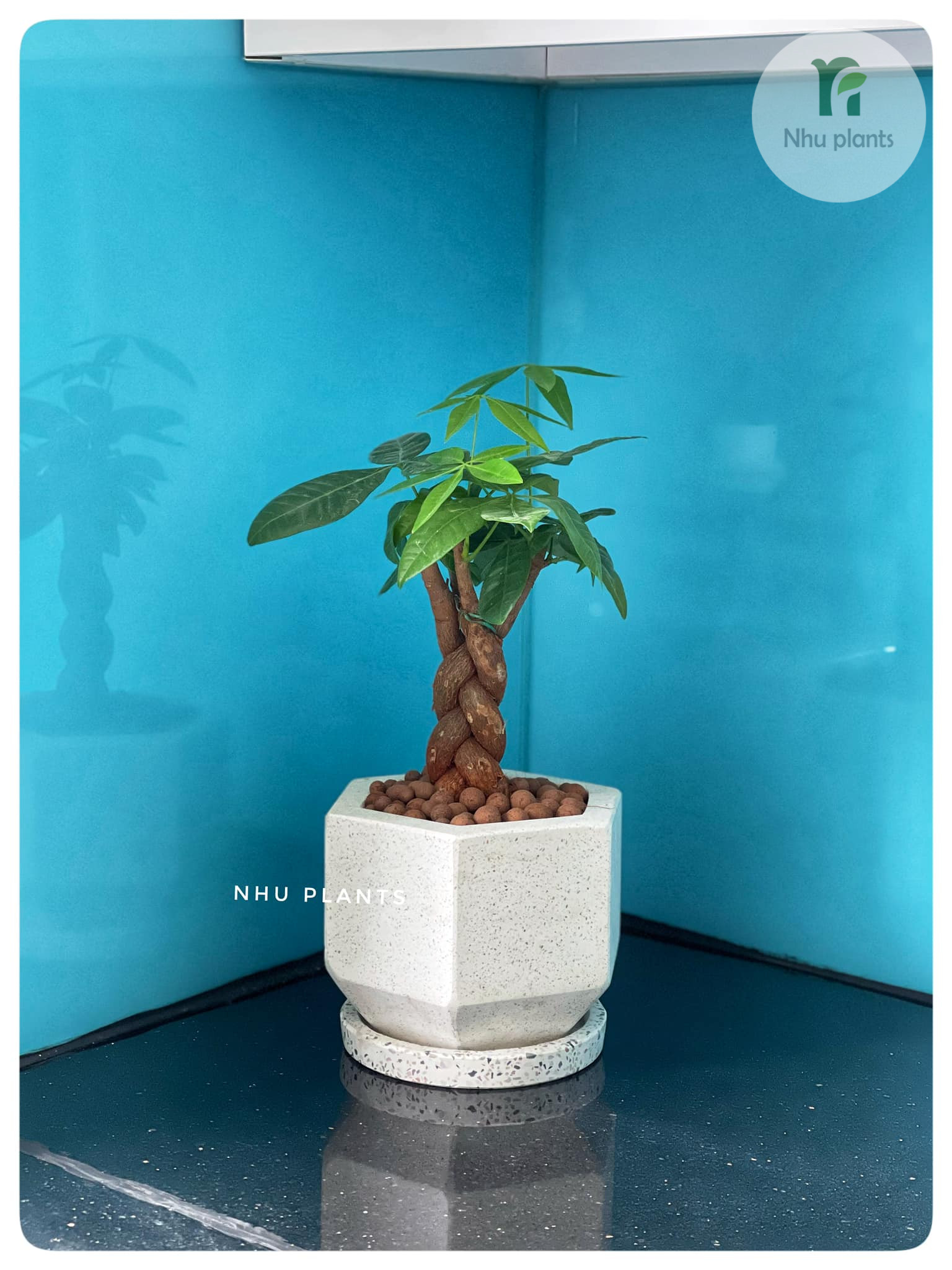 chăm sóc cây kim ngân đúng cách để tránh úng rễ chăm sóc cây kim ngân đúng cách để tránh úng rễ