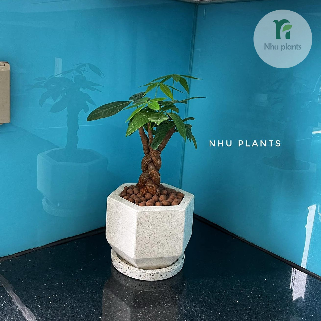 Cây Kim Ngân trang trí nội thất