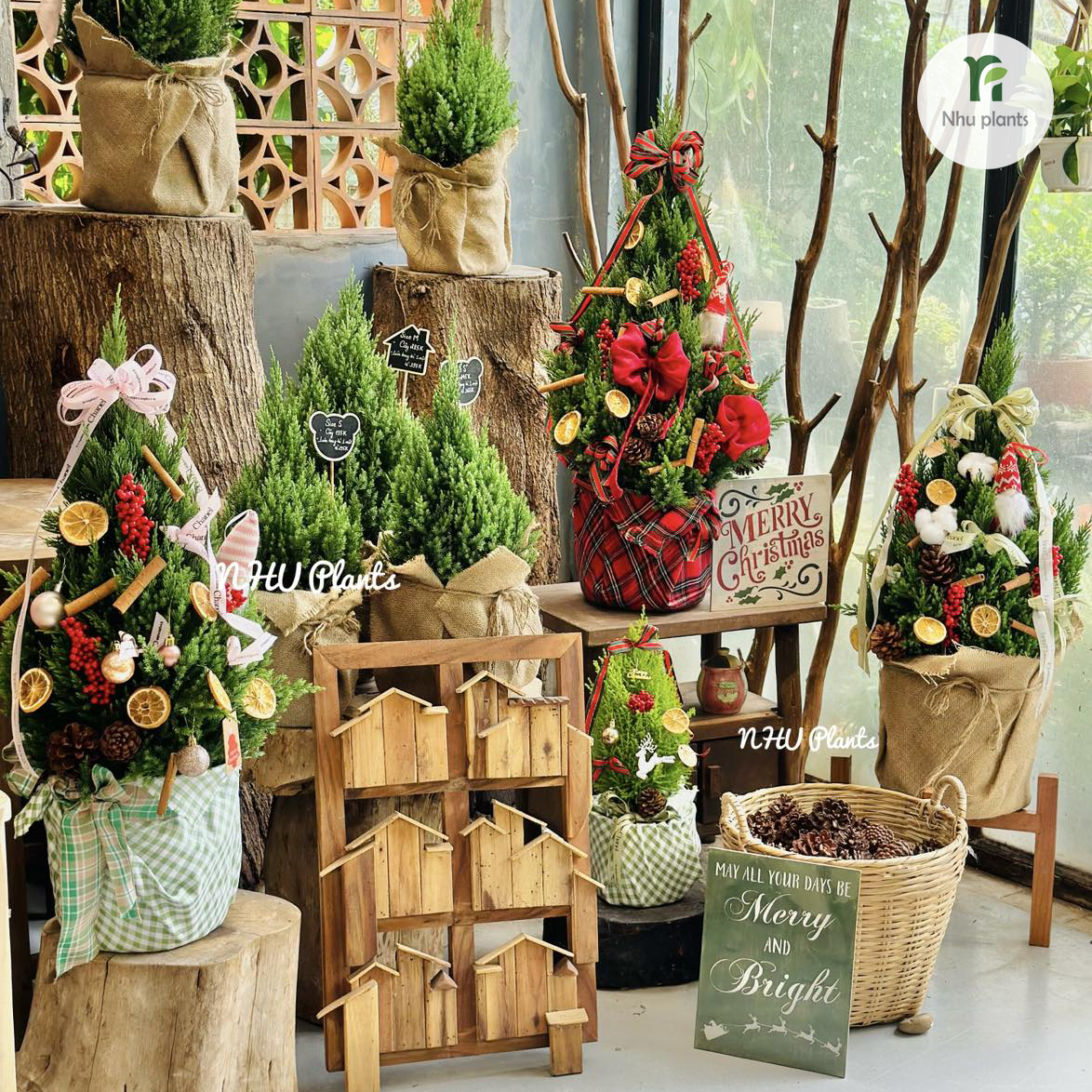 CÂY TÙNG Ú Mập size M ( 55 CM - 60CM ) | NHU Plants - Hình ảnh 7