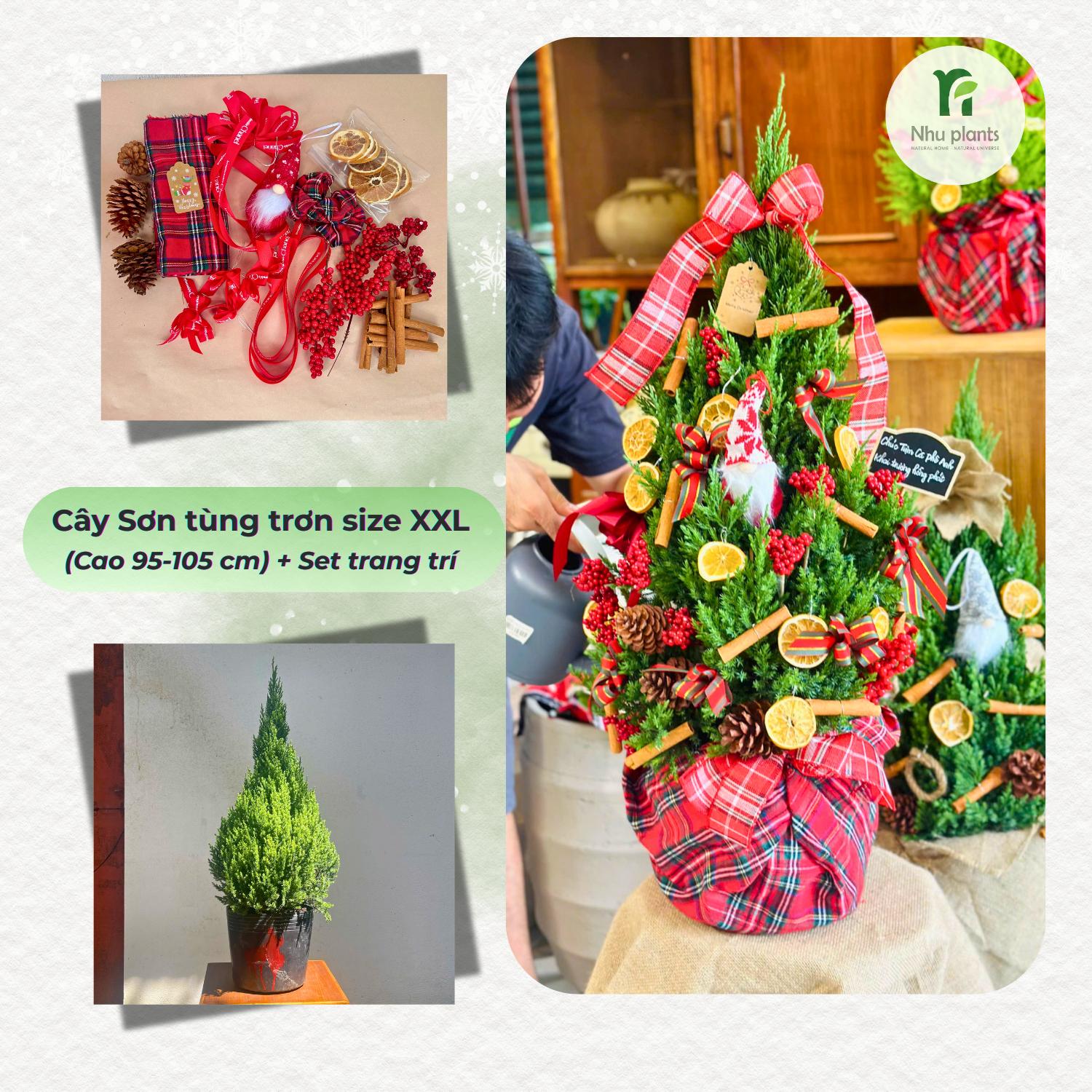 CÂY TÙNG Ú Mập Size XXL (95–105cm) – NHU Plants