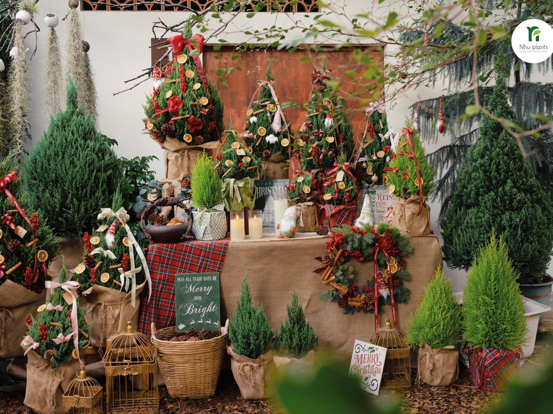 CÂY TÙNG Ú Mập size M ( 55 CM - 60CM ) | NHU Plants - Hình ảnh 6