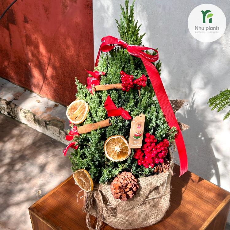 Cây Tùng Ú Mập Size XL (65–75cm) | NHU Plants - Hình ảnh 3