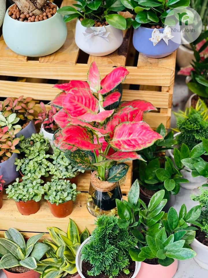 Chậu Vạn Lộc Indo lá hồng đáp ứng trọn vẹn tinh thần này với màu lá nổi bật nhưng không chói, dễ kết hợp cùng đồ gỗ, tường sáng màu hay nội thất trung tính.