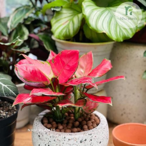 476799931_1057457213063115_6089923539831832224_n