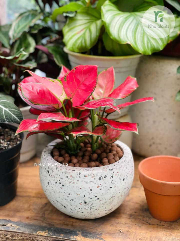 Cây không chỉ đẹp ở thời điểm ban đầu mà còn duy trì được vẻ tươi tắn trong quá trình sử dụng lâu dài.