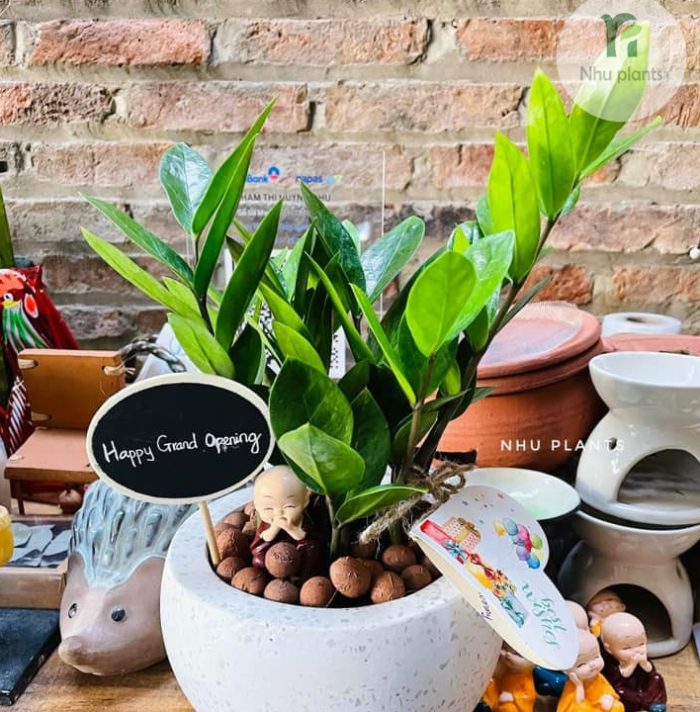 Cây Kim Tiền phong thủy