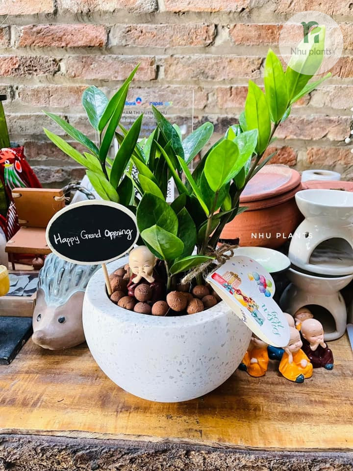 Cây Kim Tiền phong thủy