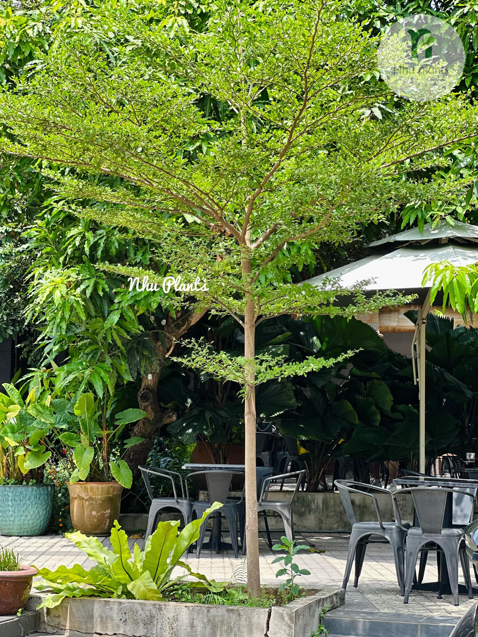 cây ngoại thất bền bỉ và sang trọng