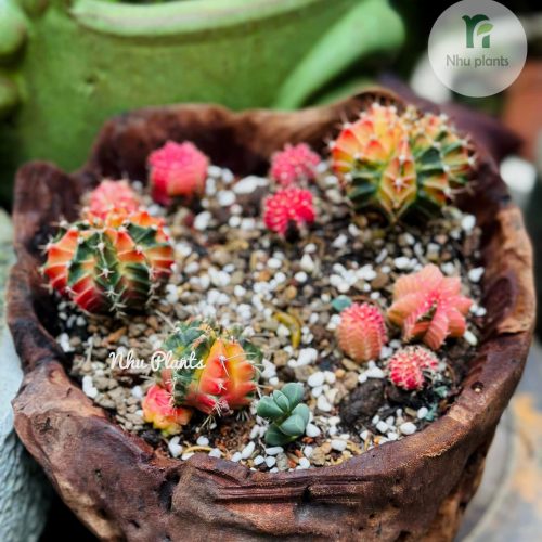 481333484_1076975751111261_1580210389283532615_n