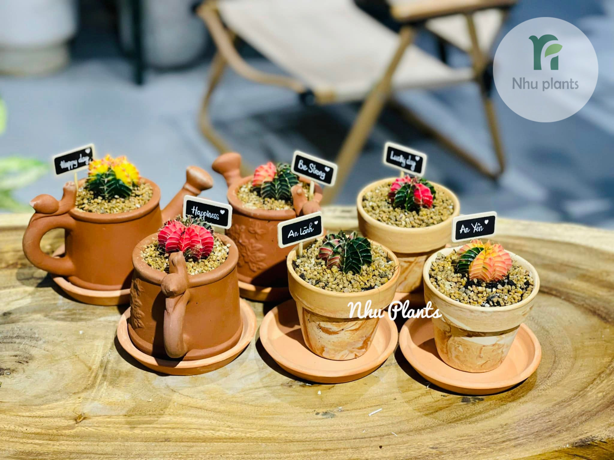 sen đá và xương rồng mini làm đẹp không gian sống