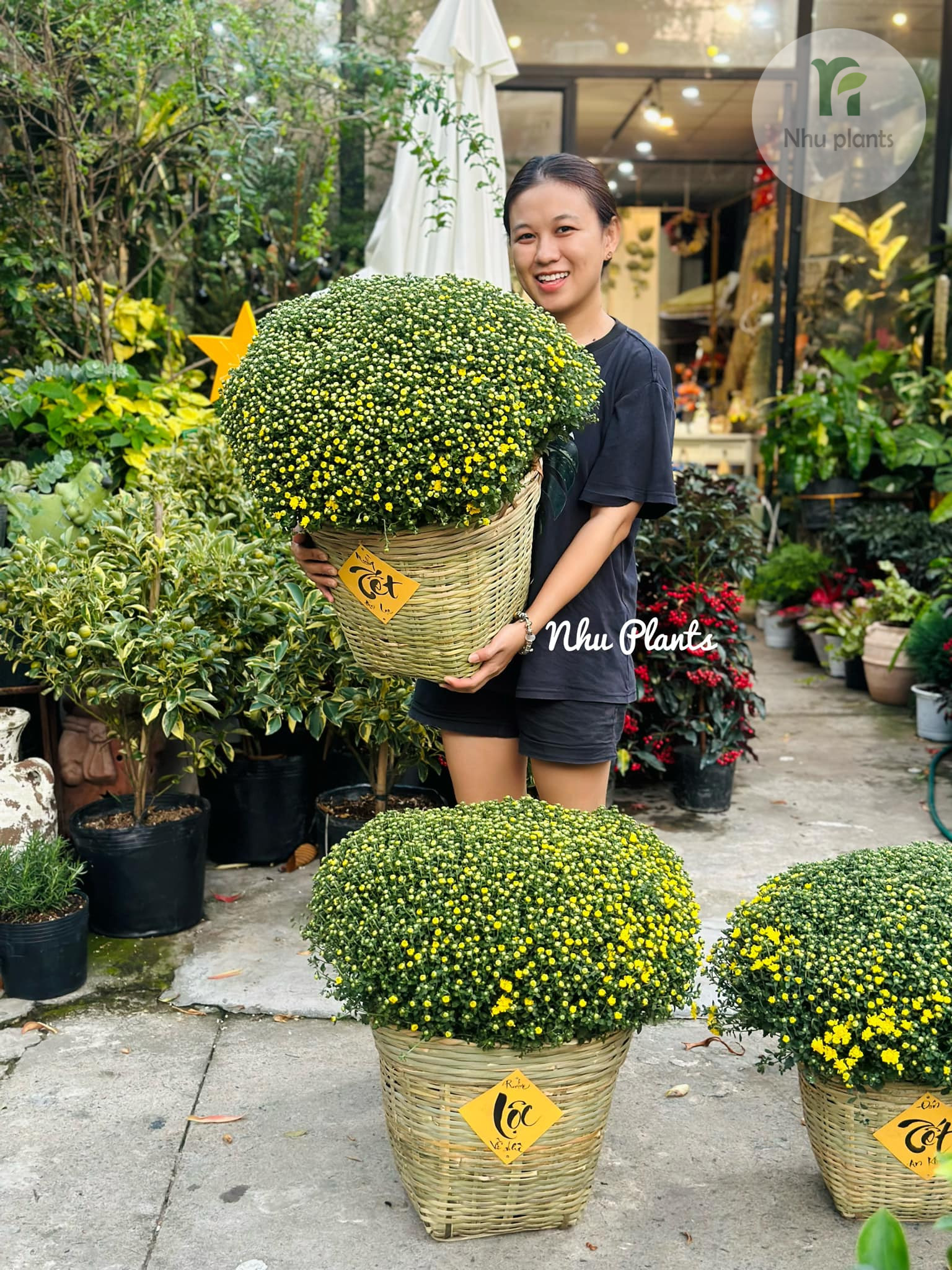 Cúc Mâm Xôi trang trí Tết | NHU Plants - Hình ảnh 7