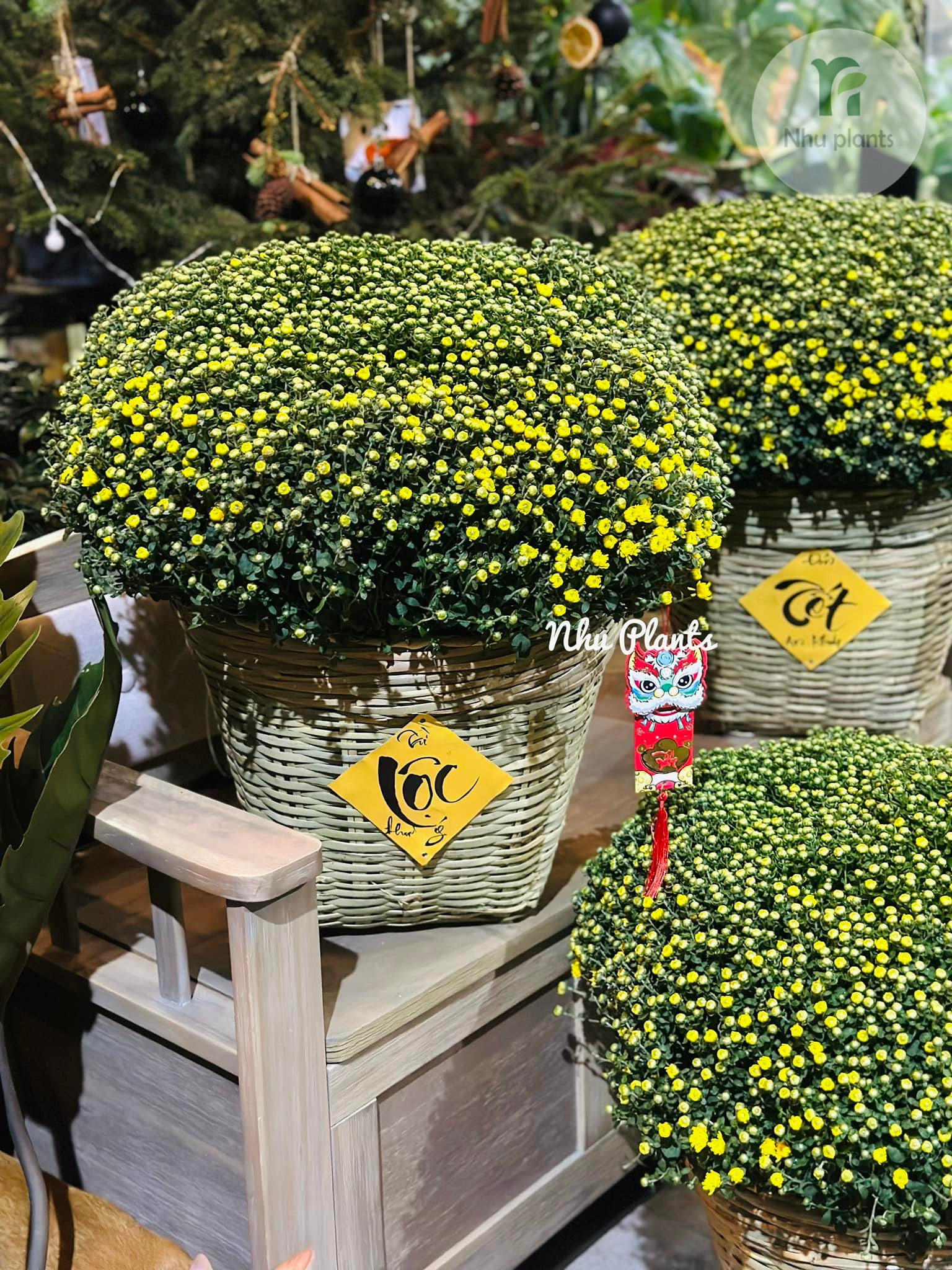 Cúc Mâm Xôi trang trí Tết | NHU Plants - Hình ảnh 6