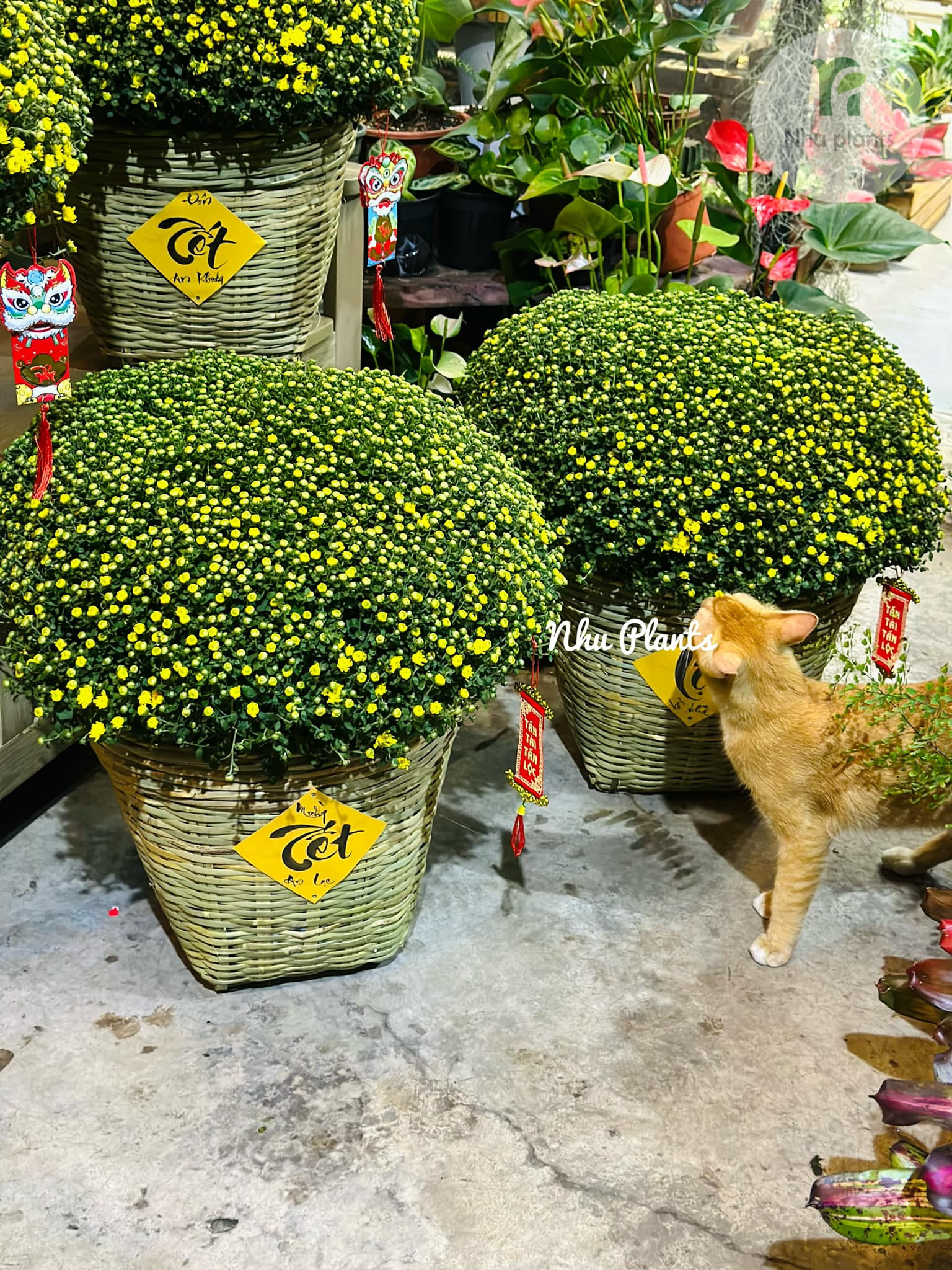 Cúc Mâm Xôi trang trí Tết | NHU Plants - Hình ảnh 5