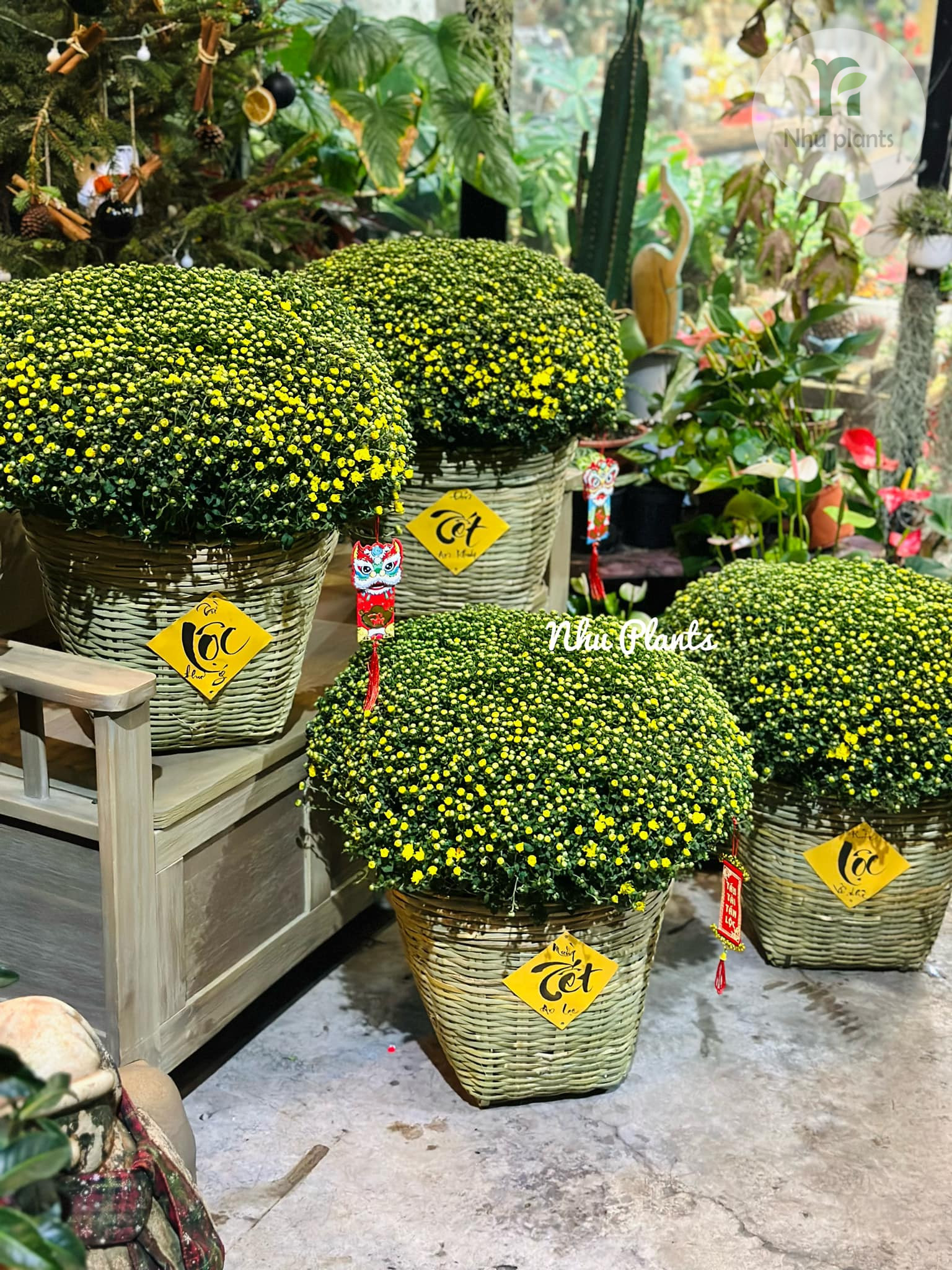 Cúc Mâm Xôi trang trí Tết | NHU Plants - Hình ảnh 4
