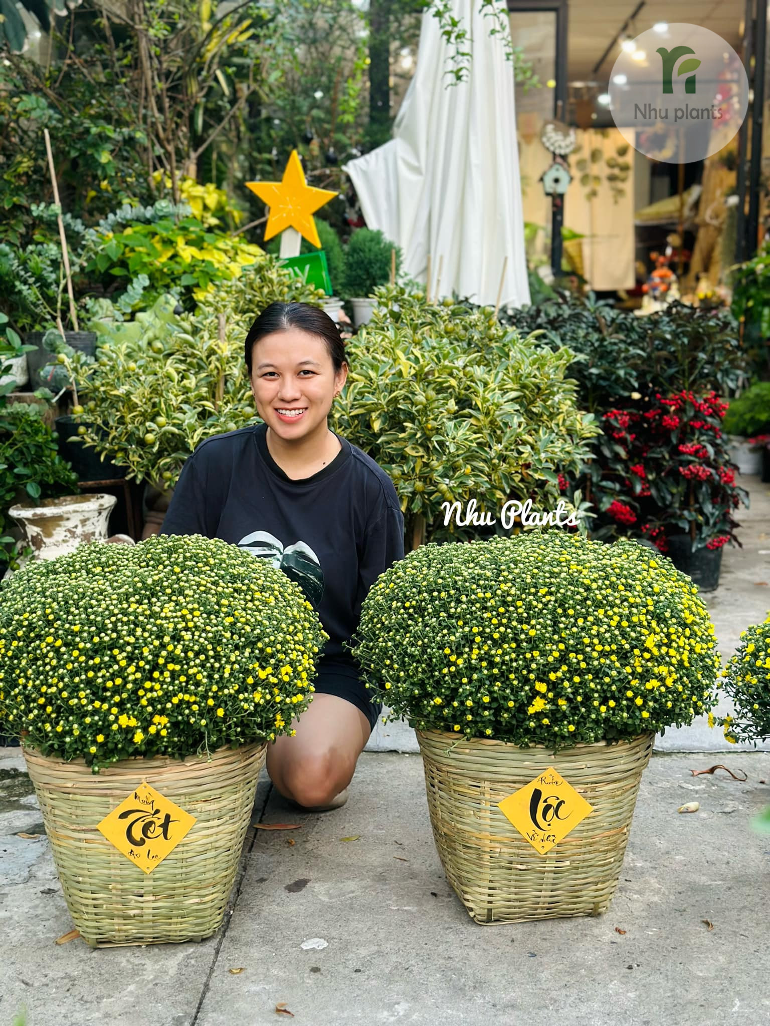 Cúc Mâm Xôi trang trí Tết | NHU Plants - Hình ảnh 3