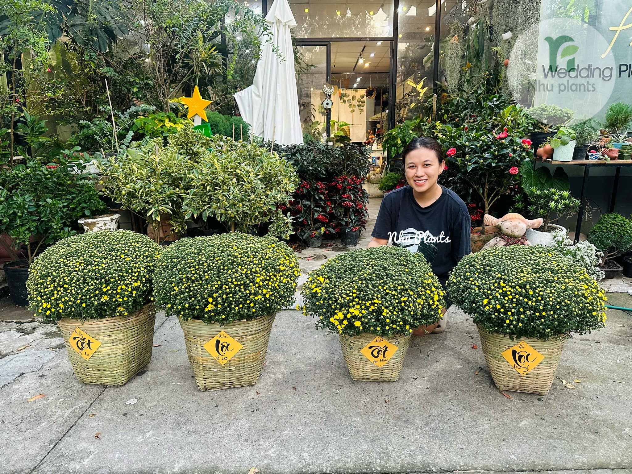 Cúc Mâm Xôi trang trí Tết | NHU Plants - Hình ảnh 2