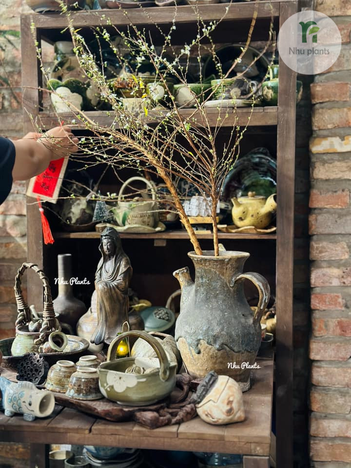 CÀNH TUYẾT MAI | NHU PLANTS - Hình ảnh 2