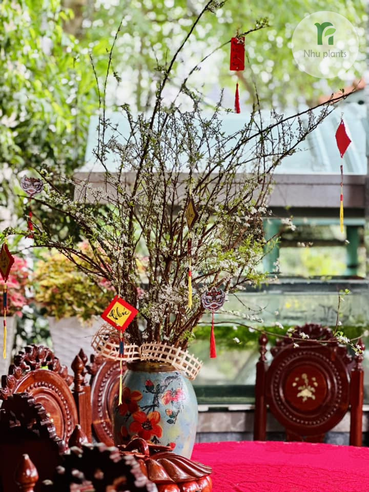 CÀNH TUYẾT MAI | NHU PLANTS - Hình ảnh 3