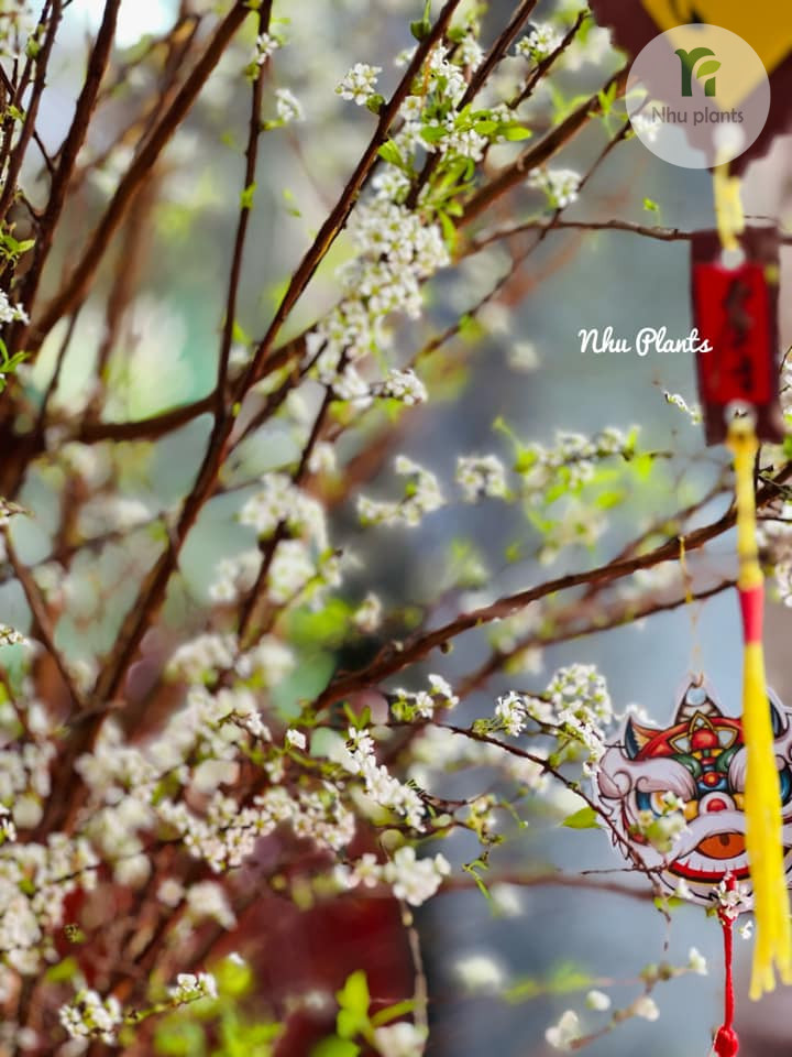 CÀNH TUYẾT MAI | NHU PLANTS - Hình ảnh 4