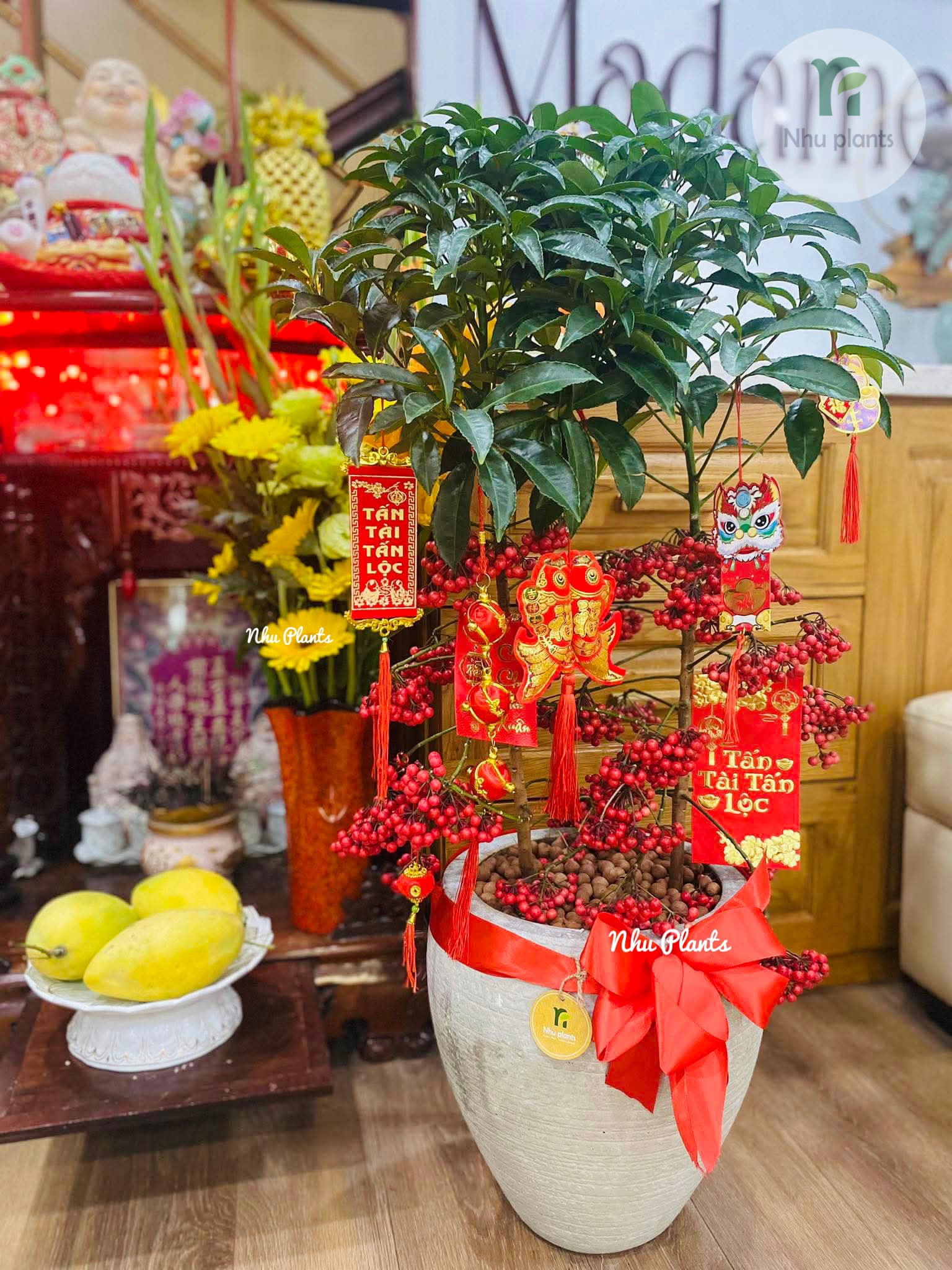 Kim Ngân Lượng | NHU Plants - Hình ảnh 2