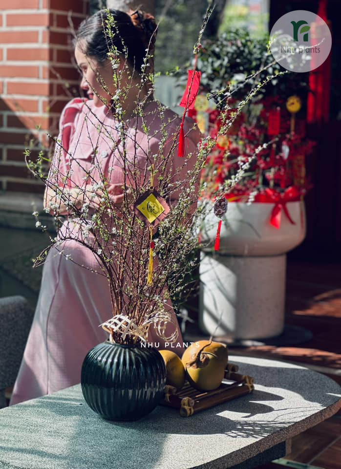 CÀNH TUYẾT MAI | NHU PLANTS - Hình ảnh 5