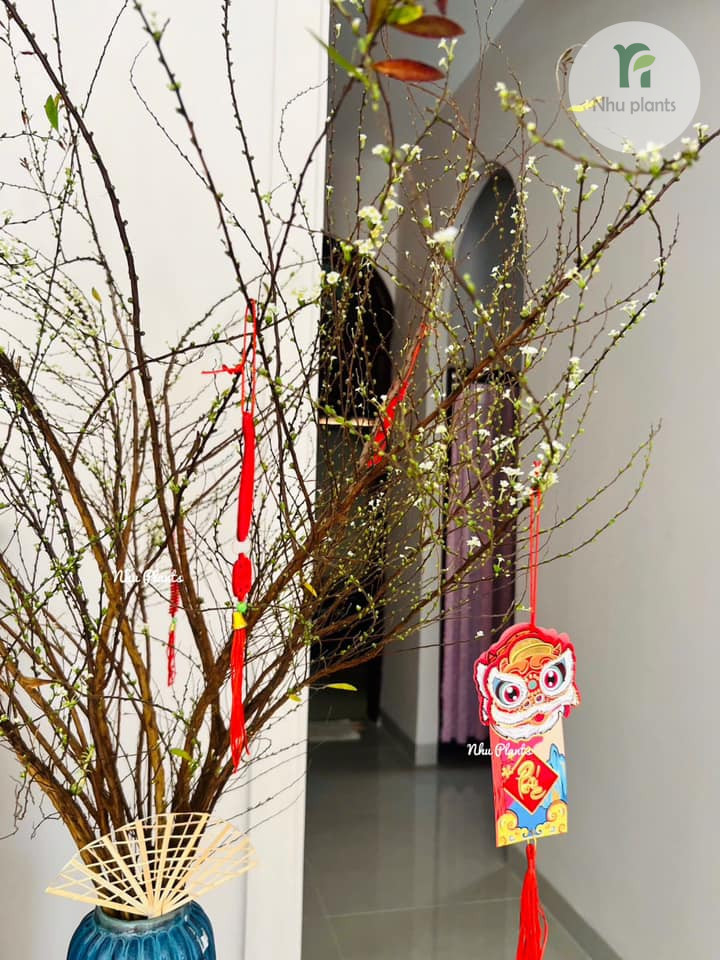 CÀNH TUYẾT MAI | NHU PLANTS - Hình ảnh 6