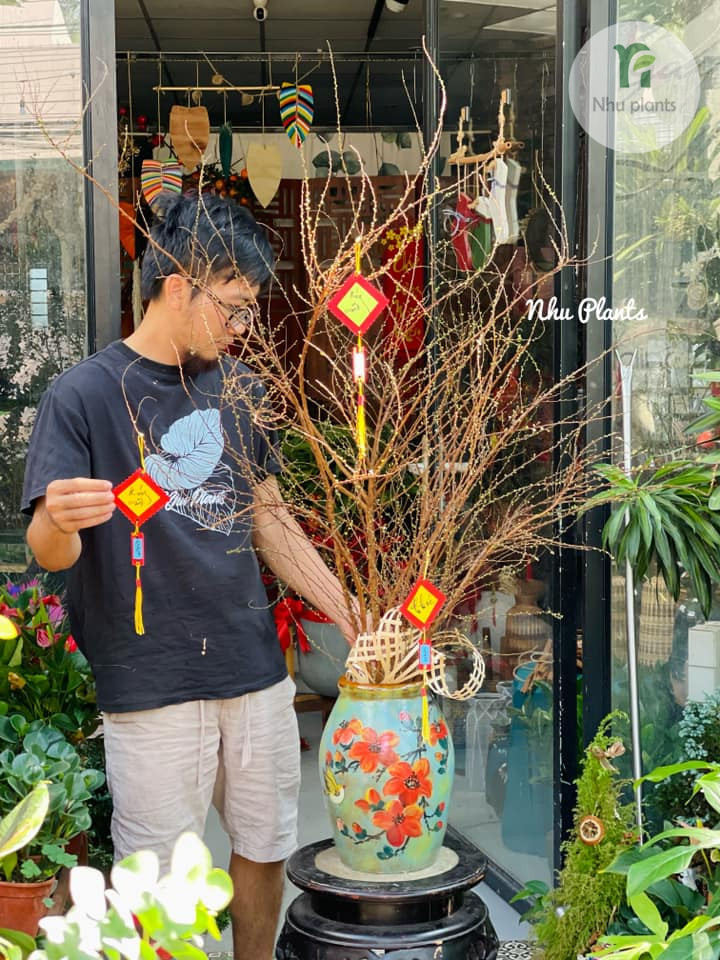 CÀNH TUYẾT MAI | NHU PLANTS - Hình ảnh 7