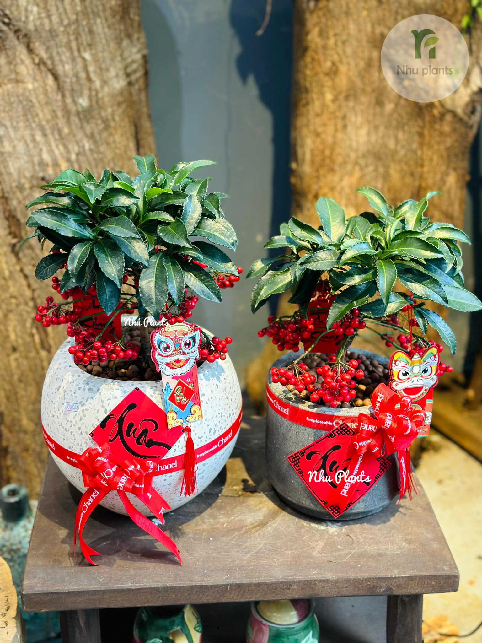 Kim Ngân Lượng | NHU Plants - Hình ảnh 3