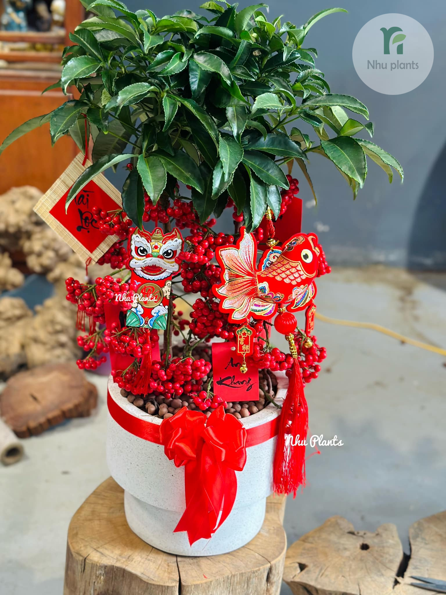 Kim Ngân Lượng | NHU Plants - Hình ảnh 4