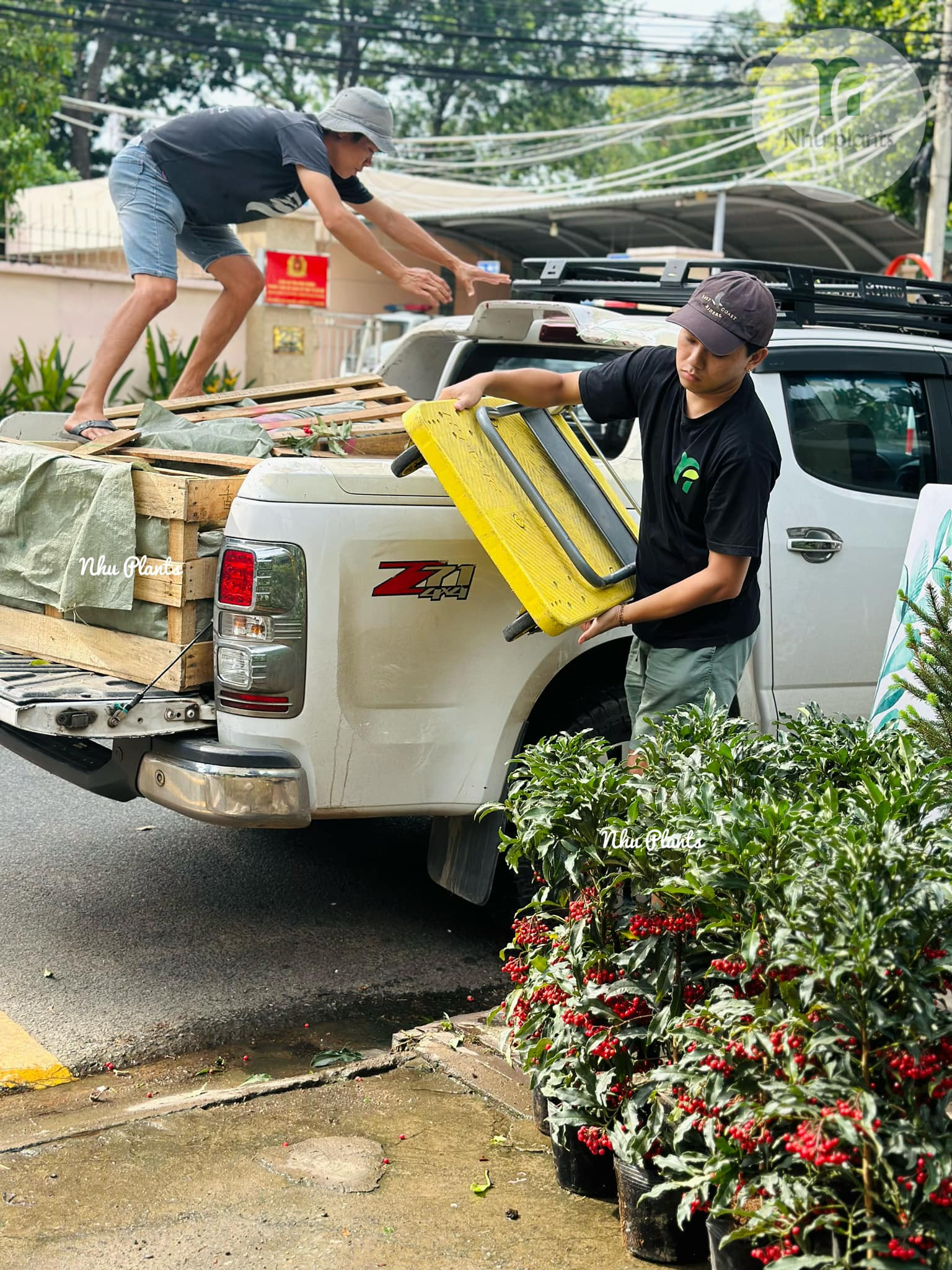 Kim Ngân Lượng | NHU Plants - Hình ảnh 5