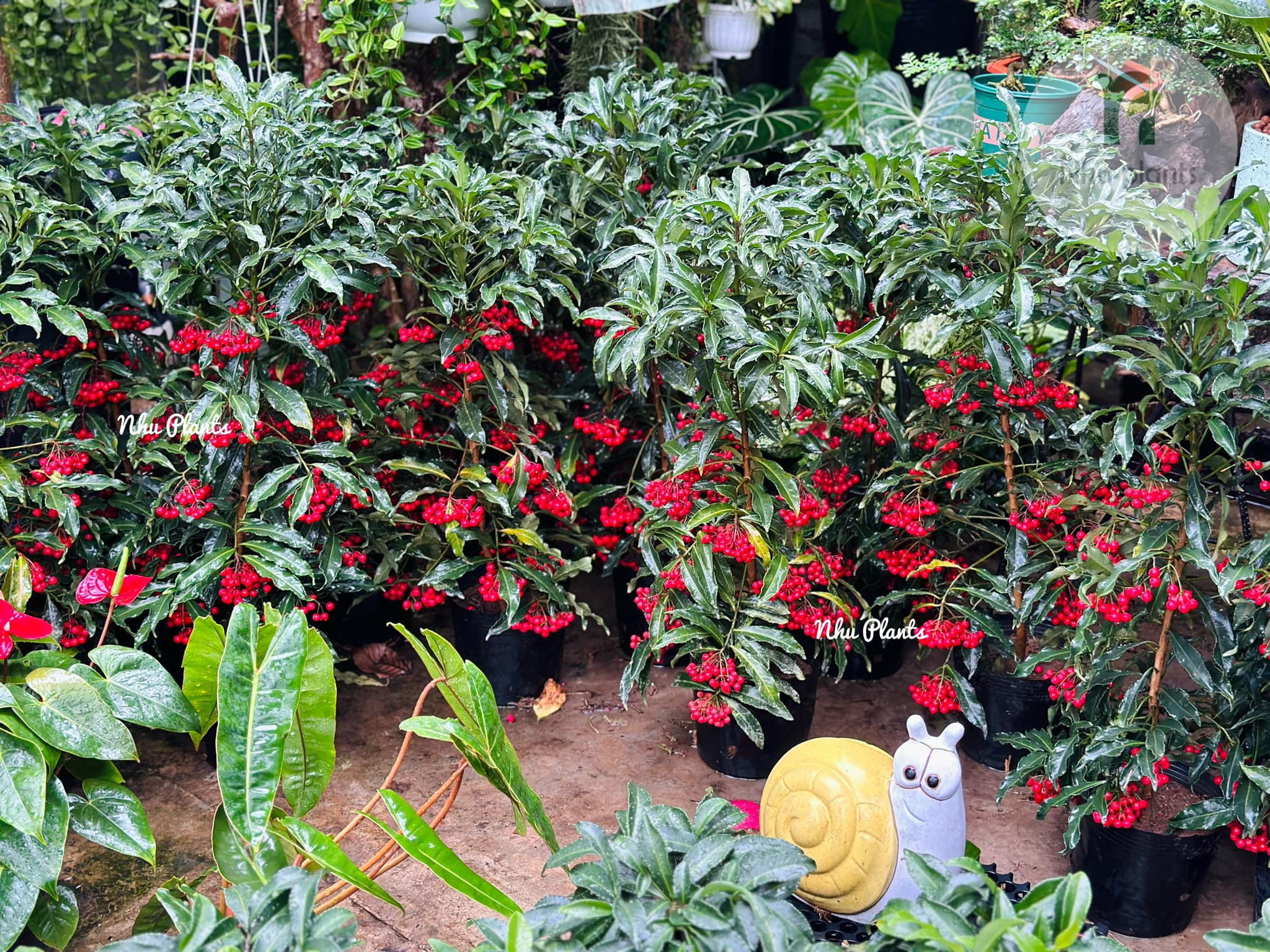 Kim Ngân Lượng | NHU Plants - Hình ảnh 6