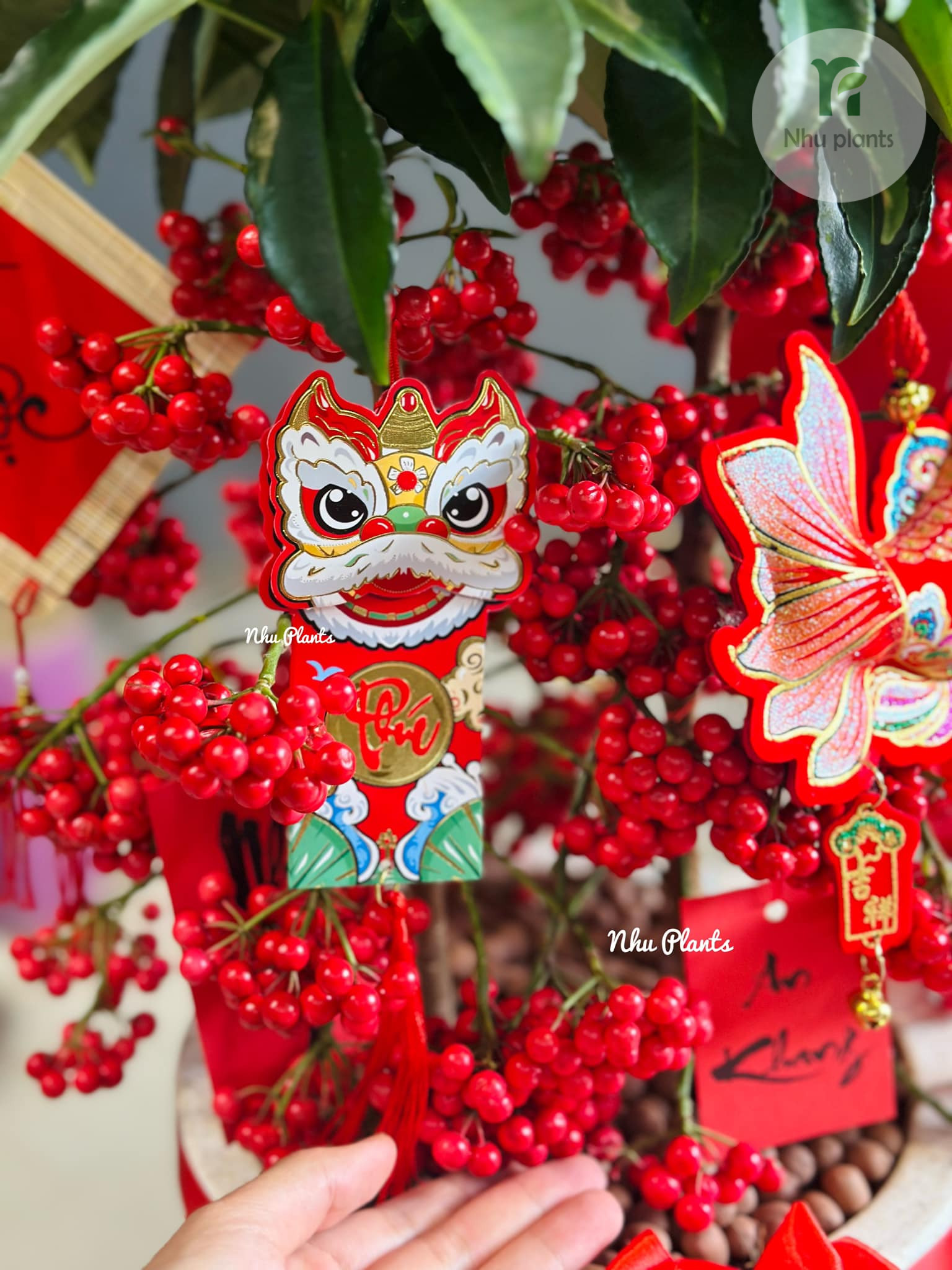 Kim Ngân Lượng | NHU Plants - Hình ảnh 7