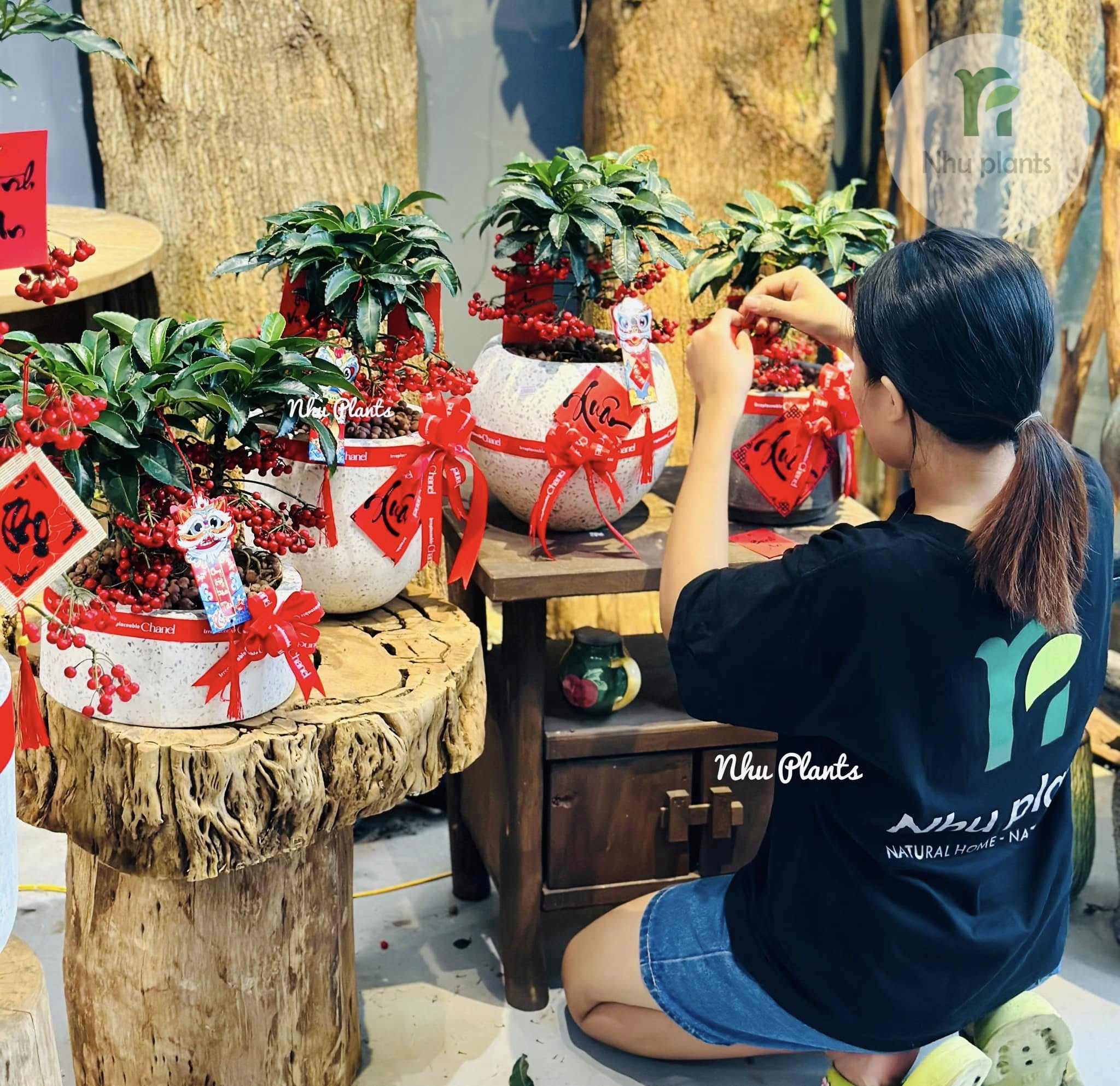 Kim Ngân Lượng | NHU Plants - Hình ảnh 8