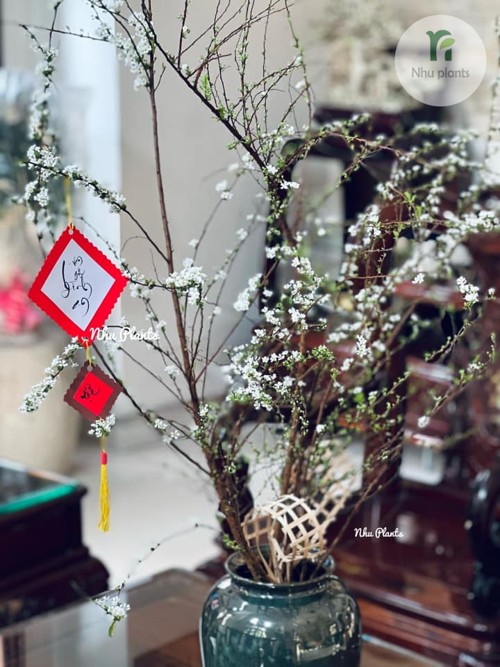 CÀNH TUYẾT MAI | NHU PLANTS