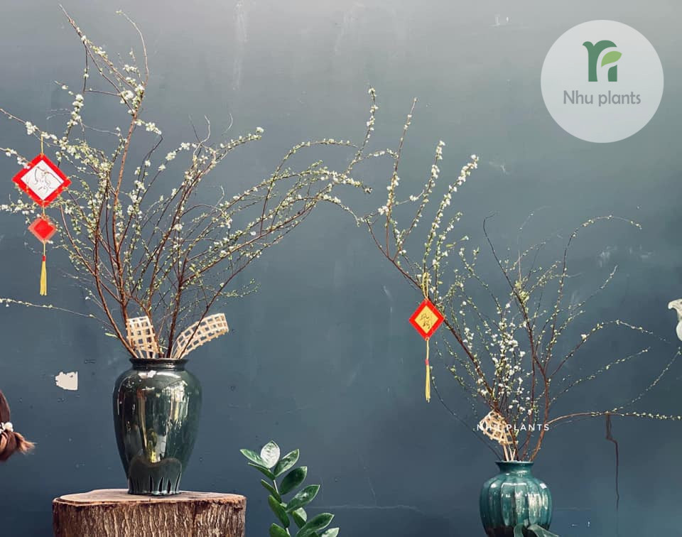 CÀNH TUYẾT MAI | NHU PLANTS - Hình ảnh 9