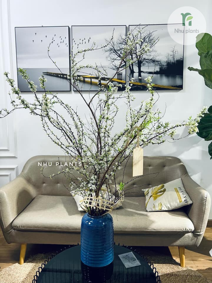 CÀNH TUYẾT MAI | NHU PLANTS - Hình ảnh 10