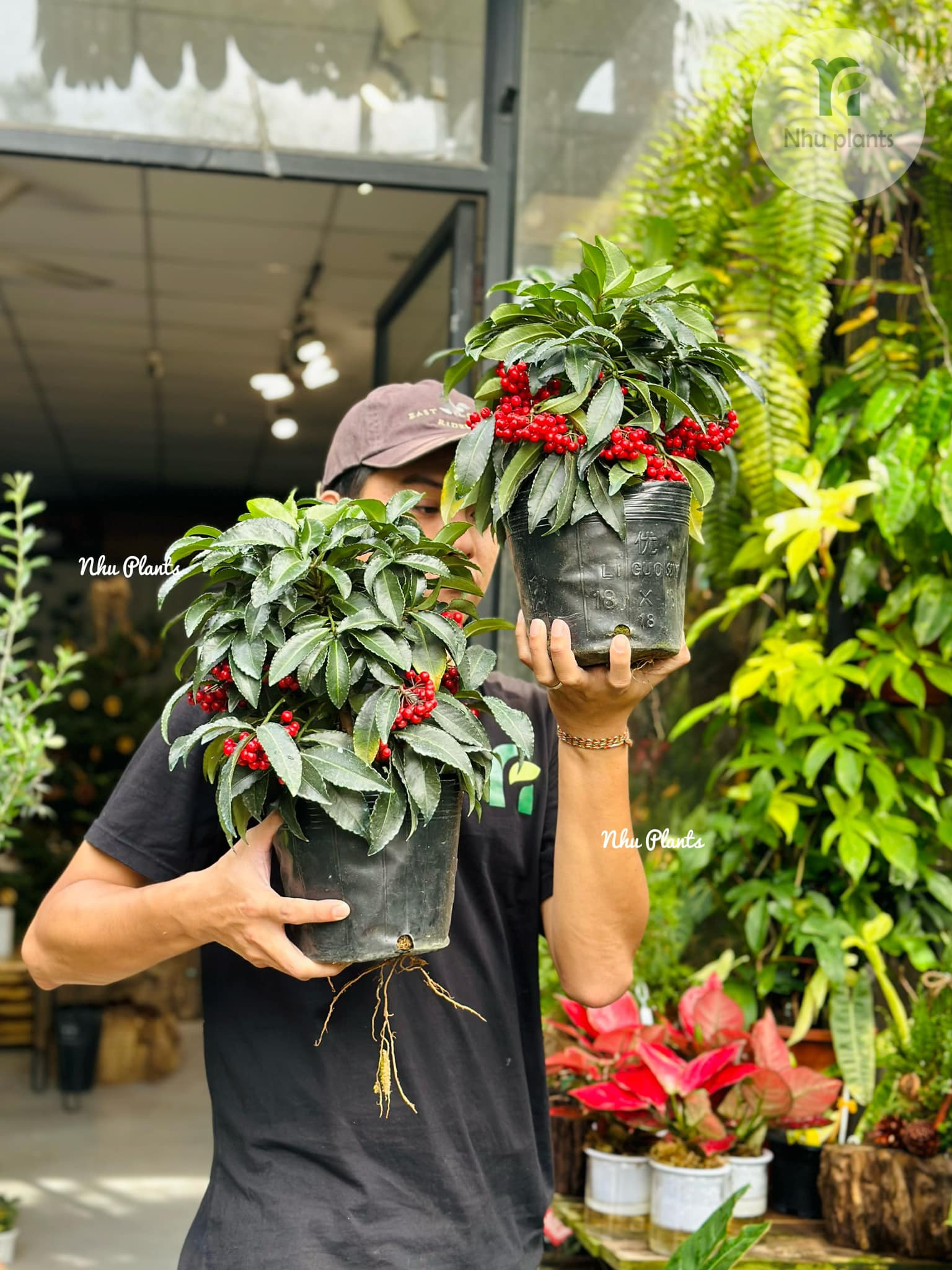 Kim Ngân Lượng | NHU Plants - Hình ảnh 9