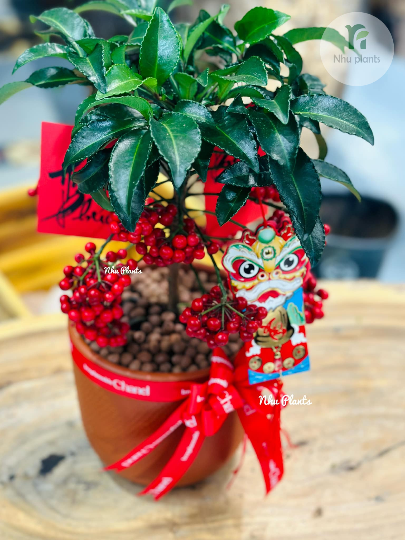 Kim Ngân Lượng | NHU Plants - Hình ảnh 10