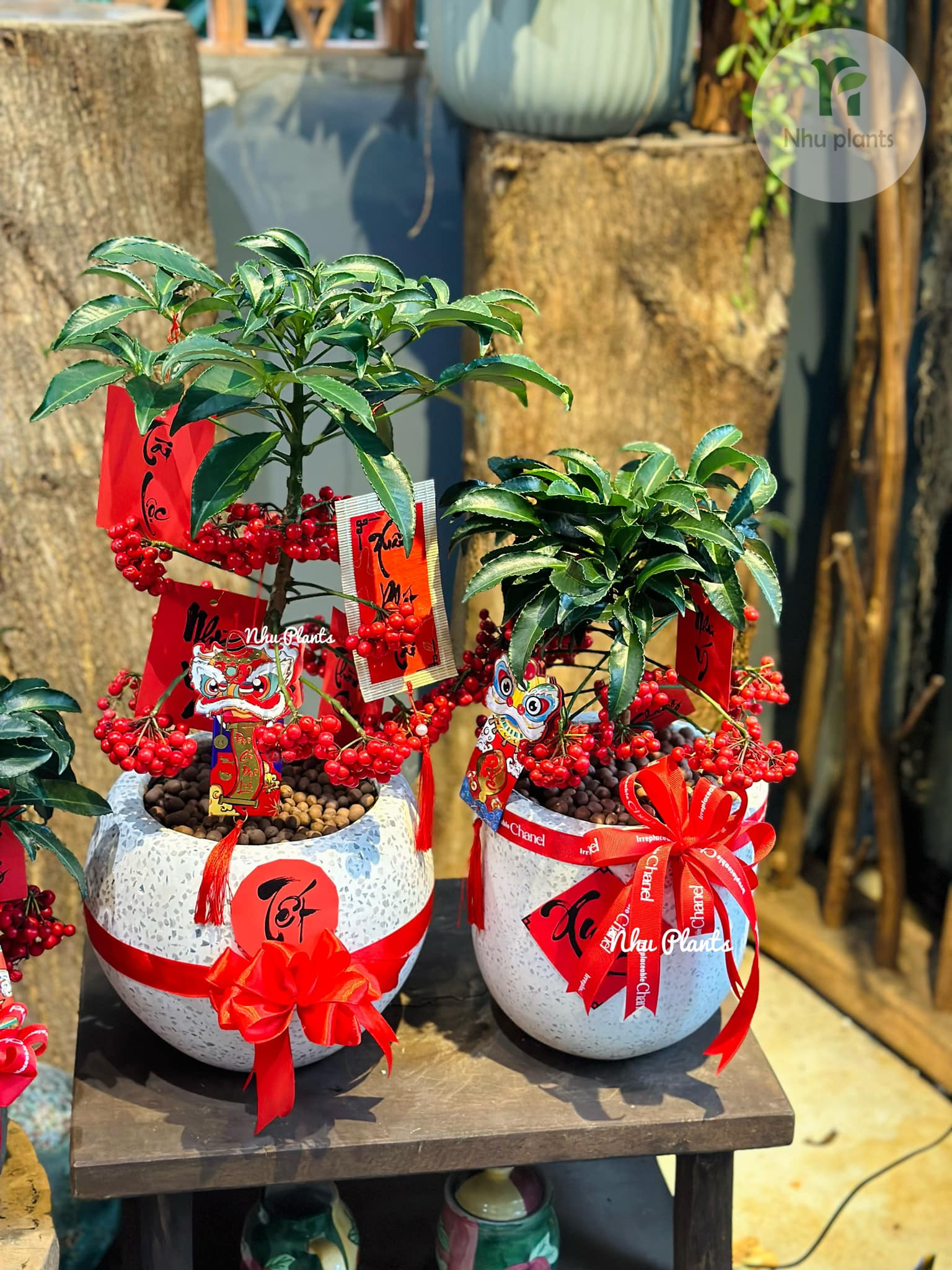 Kim Ngân Lượng | NHU Plants - Hình ảnh 11