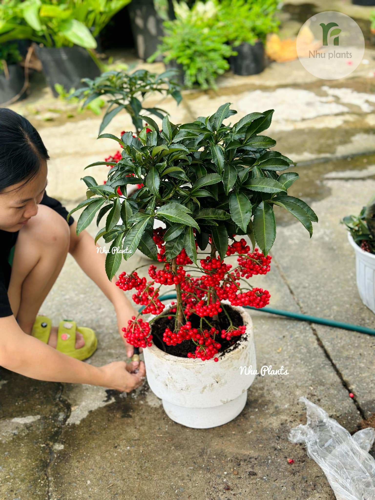 Kim Ngân Lượng | NHU Plants - Hình ảnh 12