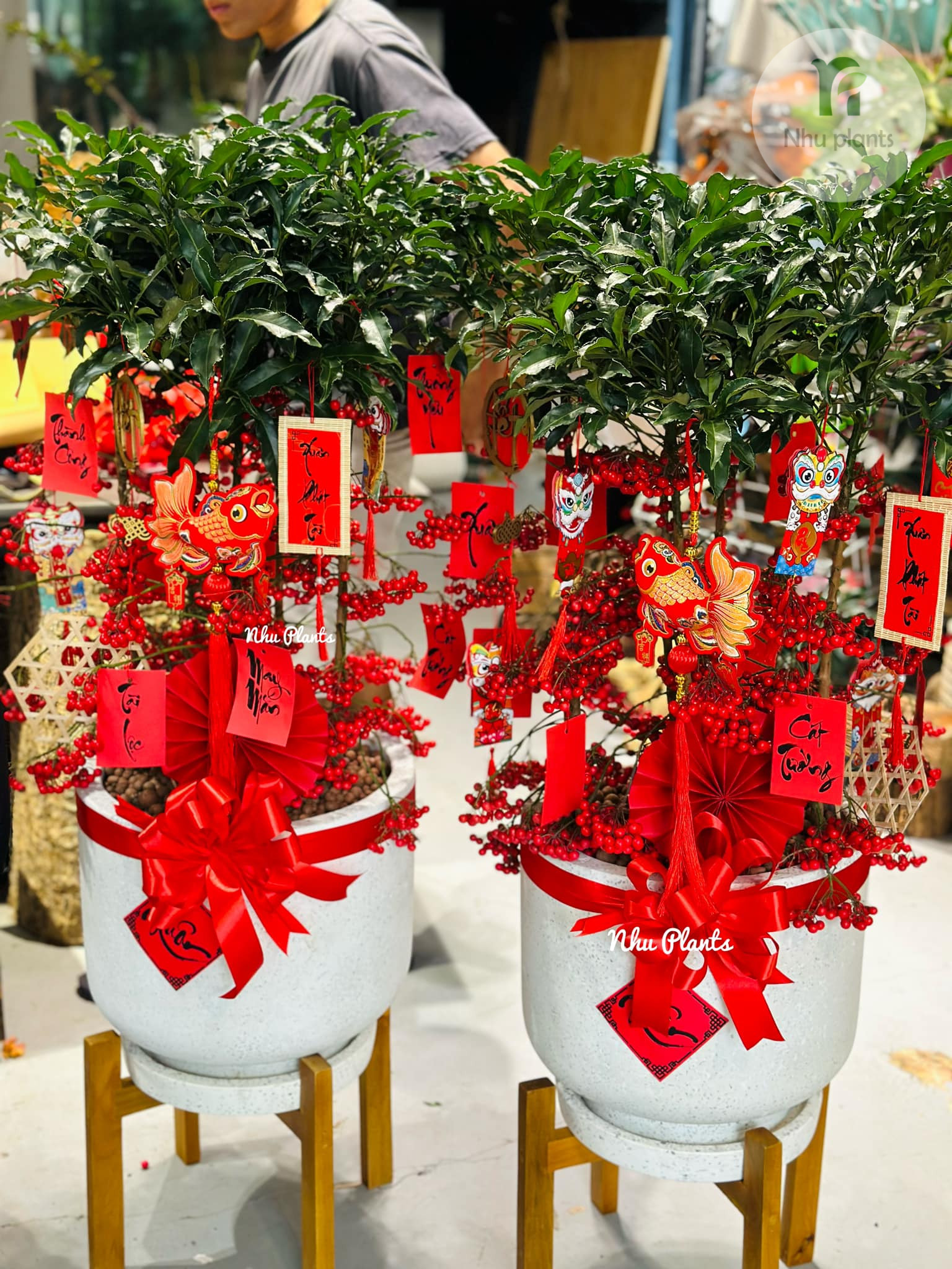 Kim Ngân Lượng | NHU Plants - Hình ảnh 13