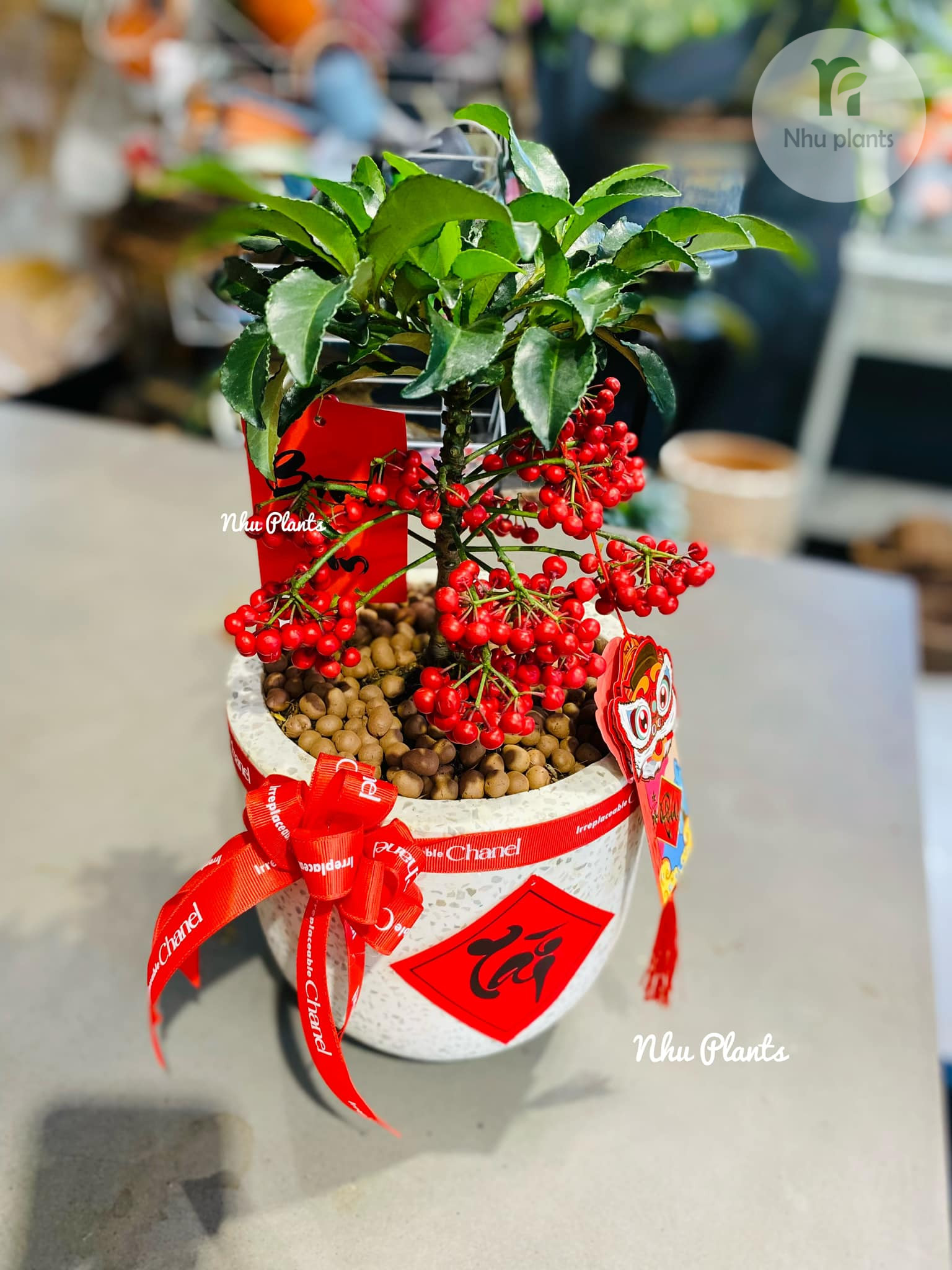 Kim Ngân Lượng | NHU Plants - Hình ảnh 14