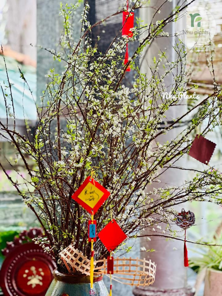CÀNH TUYẾT MAI | NHU PLANTS - Hình ảnh 11