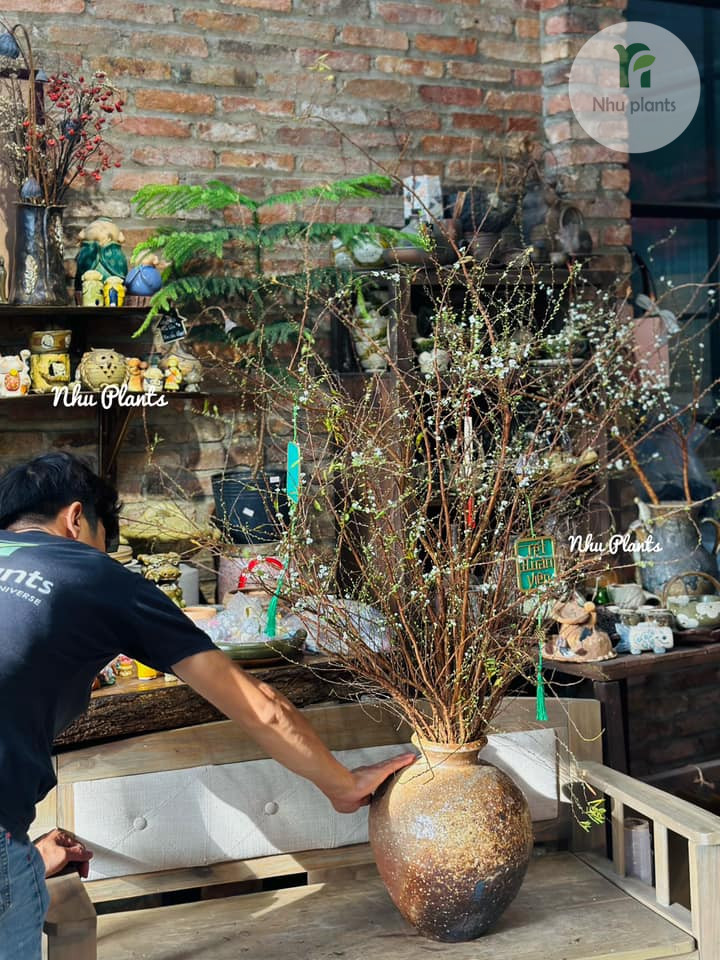 CÀNH TUYẾT MAI | NHU PLANTS - Hình ảnh 12