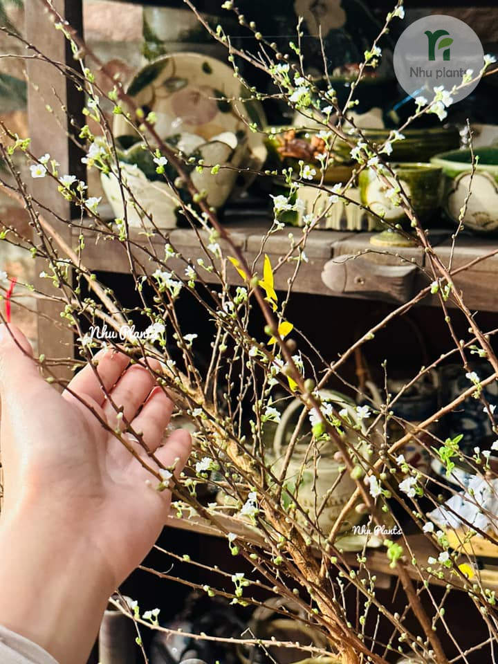 CÀNH TUYẾT MAI | NHU PLANTS - Hình ảnh 13