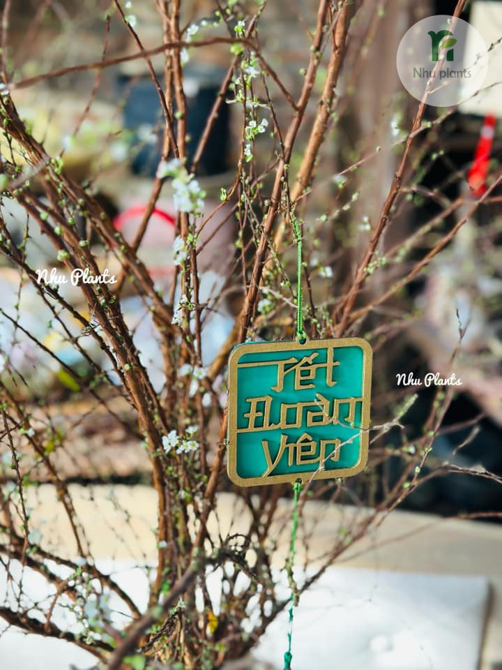 CÀNH TUYẾT MAI | NHU PLANTS - Hình ảnh 14