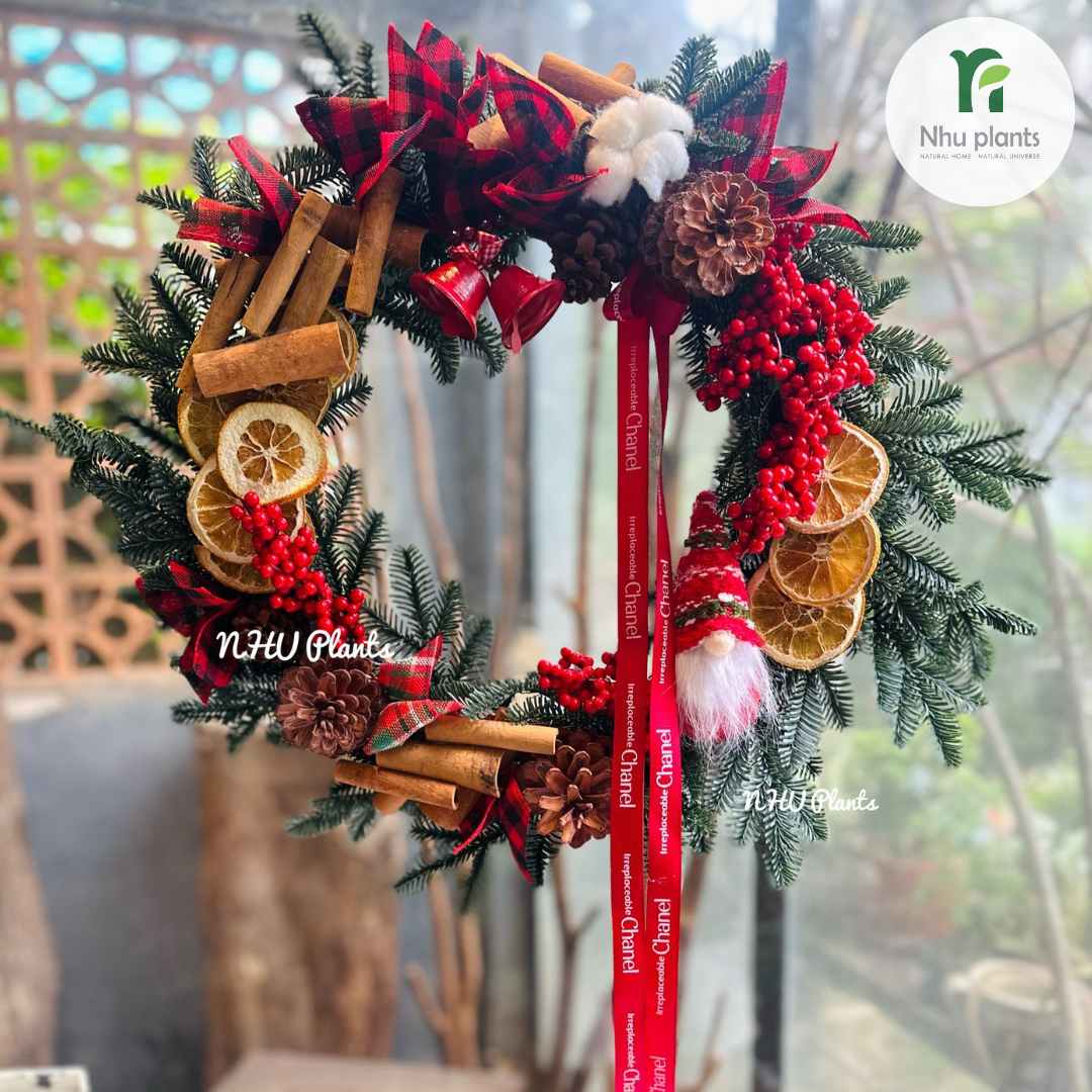 Vòng Nguyệt Quế Size M (35–37cm) – NHU Plants - Hình ảnh 5