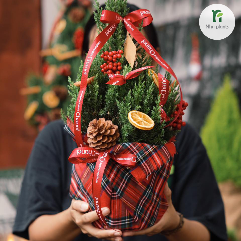 CÂY TÙNG Ú Mập size M ( 55 CM - 60CM ) | NHU Plants - Hình ảnh 4