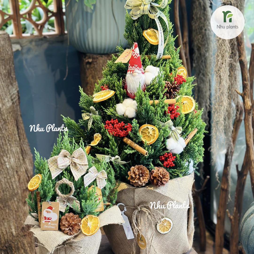 Cây Tùng Ú Mập Size XL (65–75cm) | NHU Plants - Hình ảnh 2