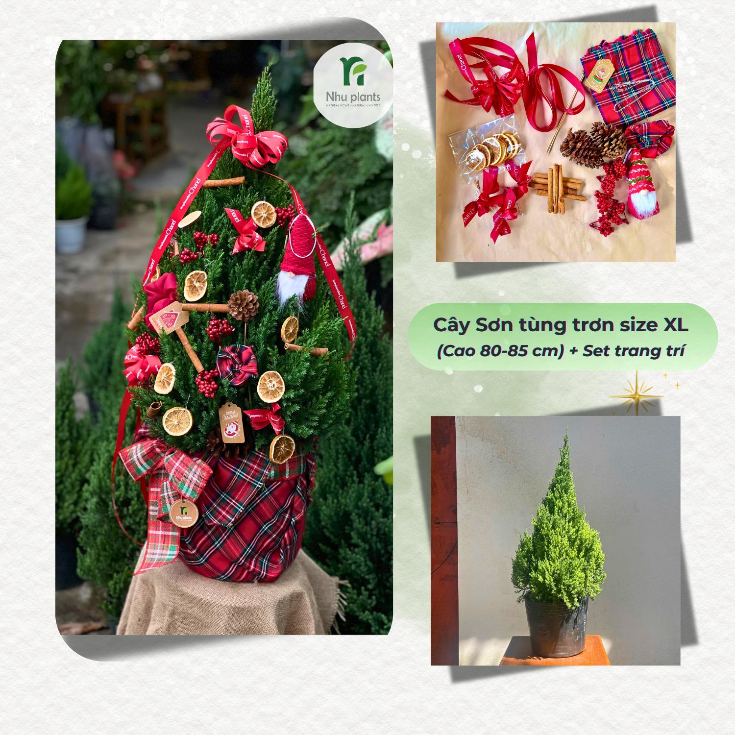 Cây Tùng Ú Mập Size XL (65–75cm) | NHU Plants